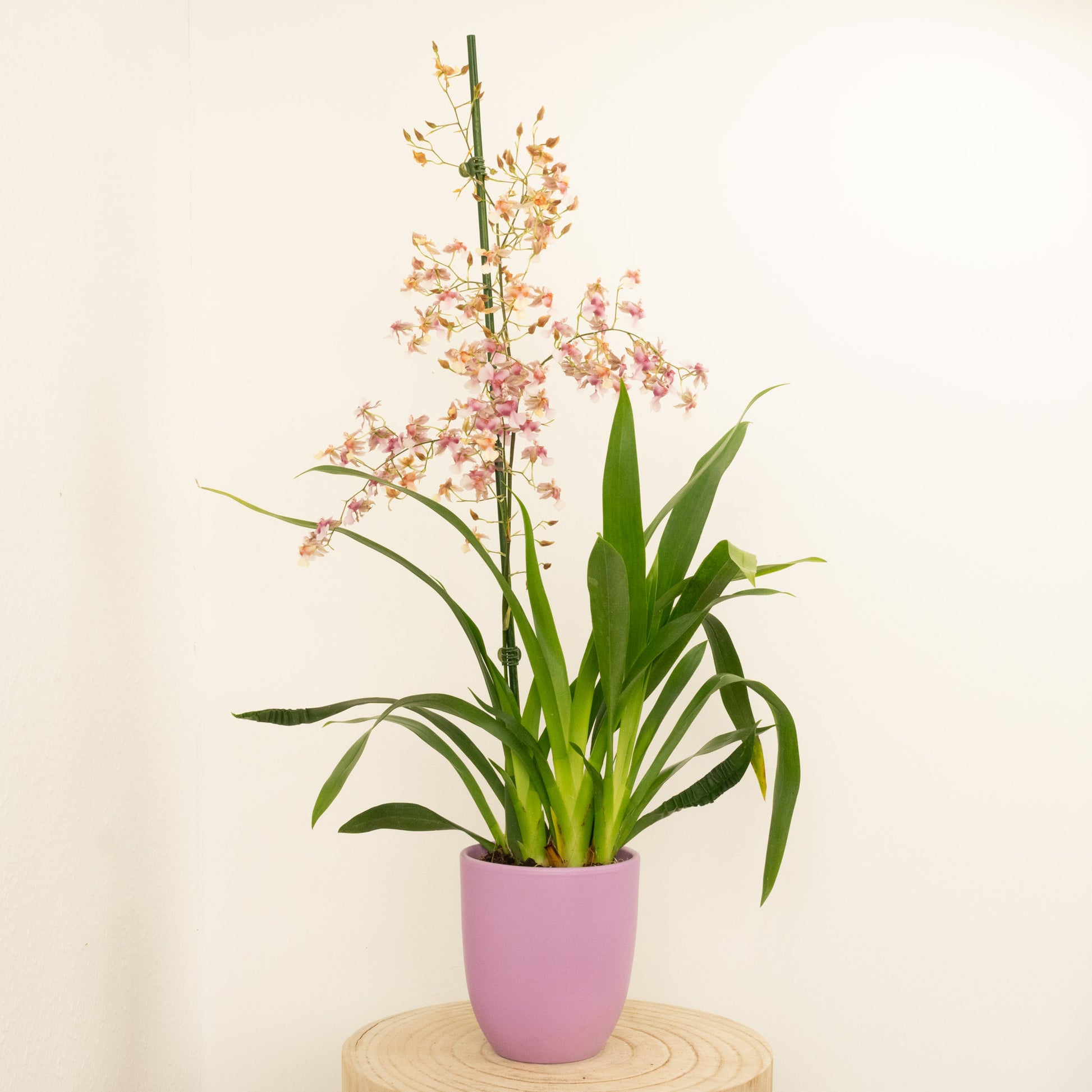 Scented Dancing Ladies Orchid | Rosy Sunset | Hard To Find