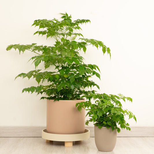 China Doll Plant | Indoor Plants