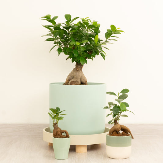 Pot Belly Fig | Ficus & Fig Plants