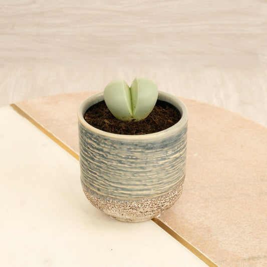 Split Rock Plant | Indoor Succulent Plants