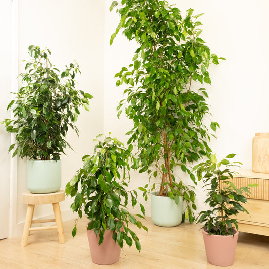 Weeping Fig | Danielle | Large & Tall Plants