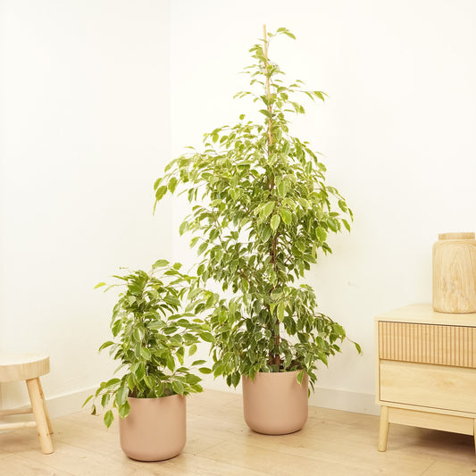 Weeping Fig | Golden King | Indoor Plants