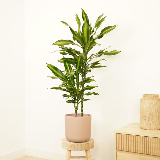 Corn Plant | Cintho | Palm Houseplants