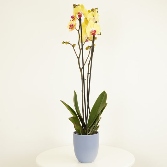 Phalaenopsis Orchid | Asian Gold | Flowering Plants