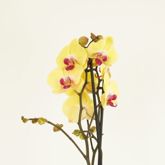 Phalaenopsis Orchid | Asian Gold | Potted Houseplants