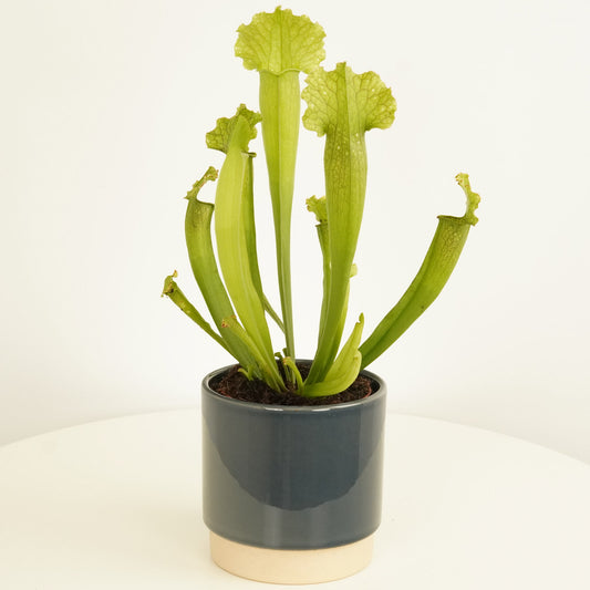 Trumpet Pitcher Plant | Charlie | 