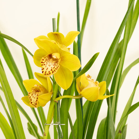 Cymbidium Orchid | Frankie | Potted Houseplants