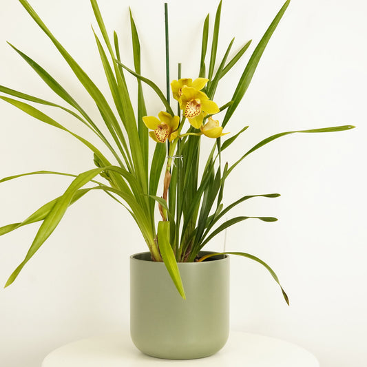 Cymbidium Orchid | Frankie | Flowering Plants