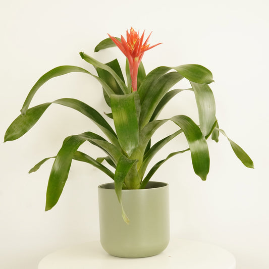 Elegant Flaming Aechmea | Red | Flowering Plants