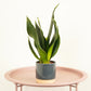 Snake Plant | Black Diamond