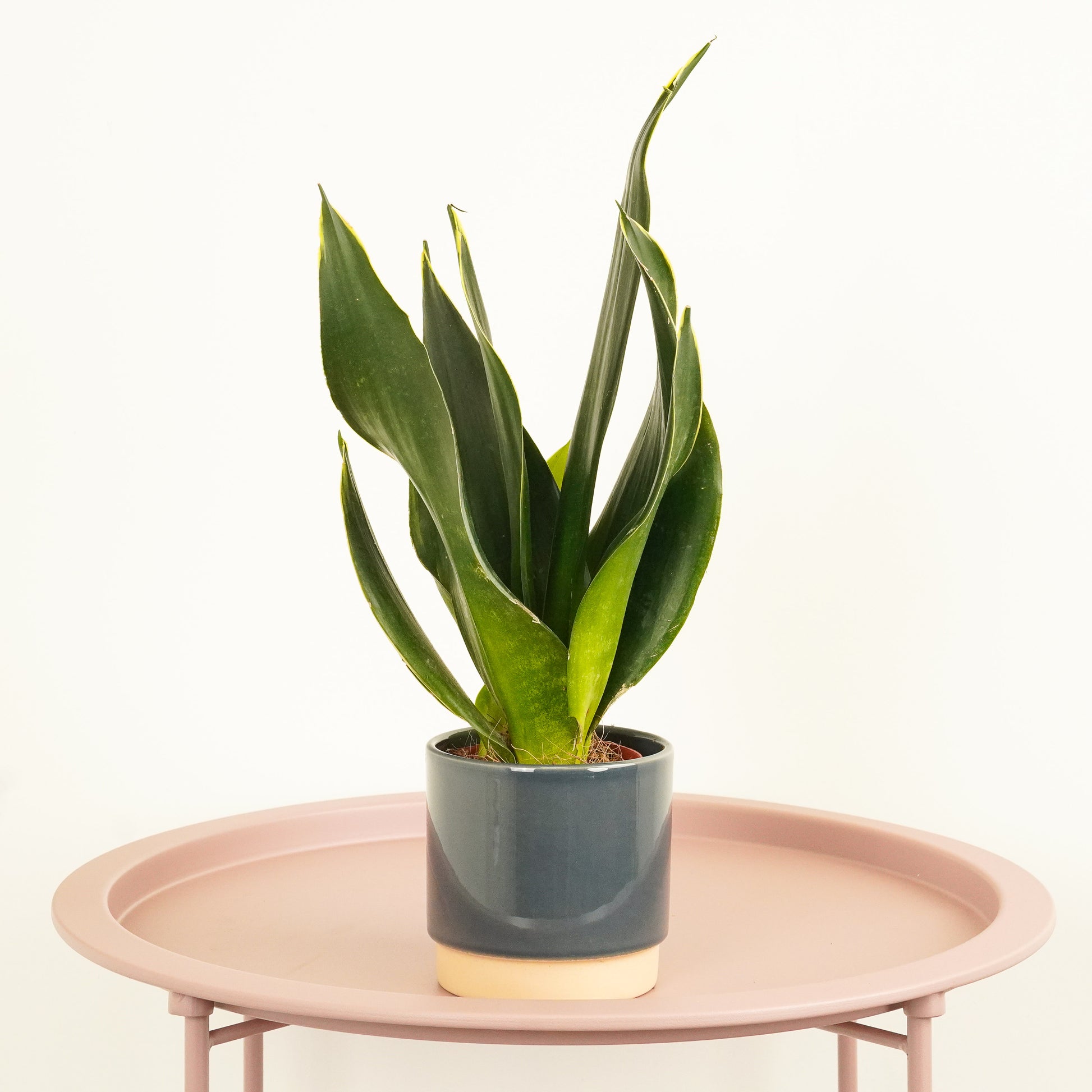 Snake Plant | Black Diamond