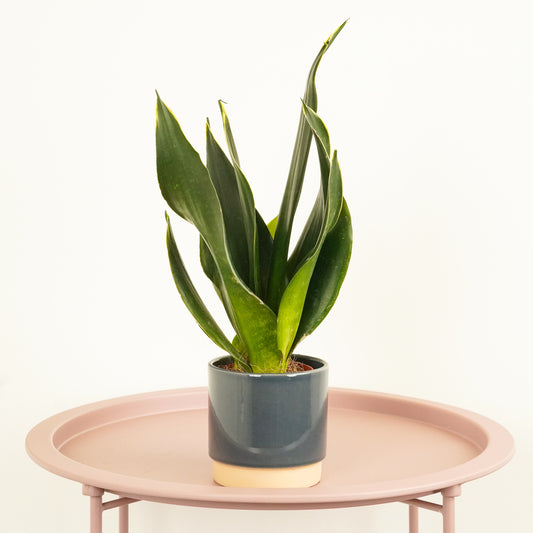 Snake Plant | Black Diamond | Potted Houseplants