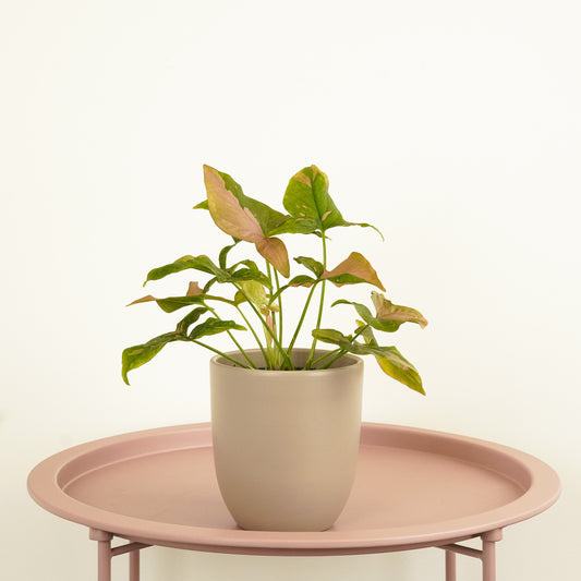 Arrowhead Vine | Red Spot | Potted Houseplants