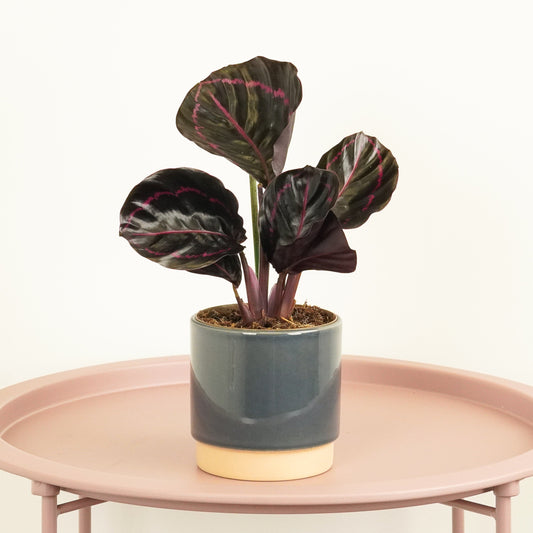 Prayer Plant | Roseo Dottie | Pet Safe Plants