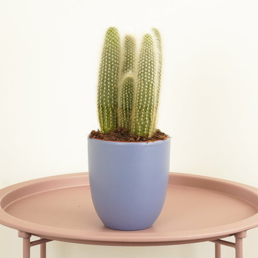 Silver Torch Cactus | Last Chance!