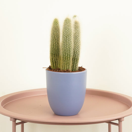 Silver Torch Cactus | Potted Houseplants