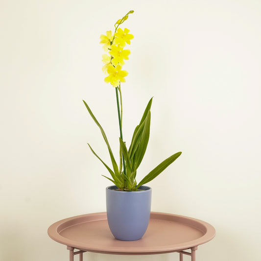 Burrageara Orchid | Nelly Isler Yellow | Pet Safe Plants