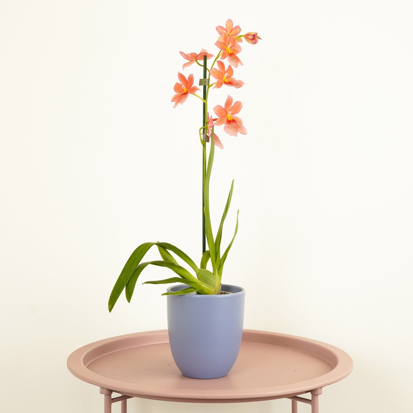 Burrageara Orchid | Nelly Isler Orange