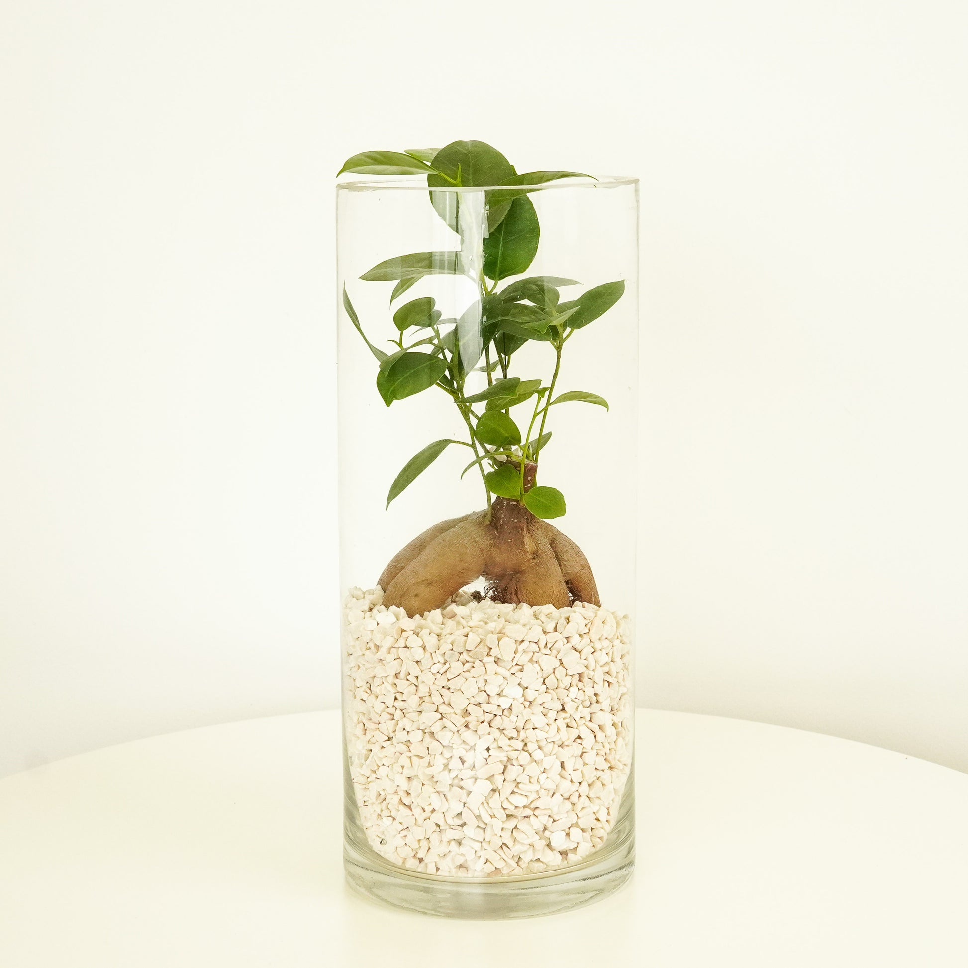 Pot Belly Fig | Terrarium