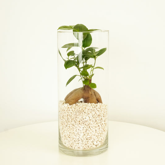 Pot Belly Fig | Terrarium | Christmas