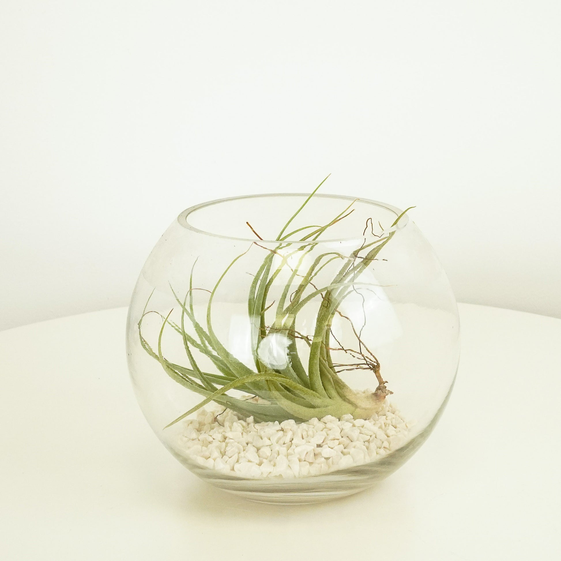 Air Plant | Bowl Terrarium