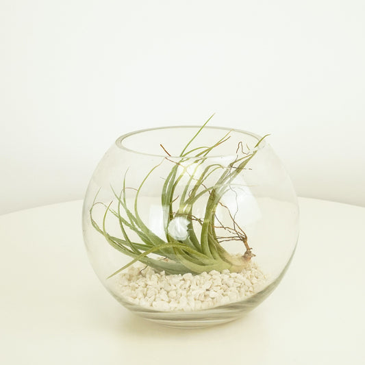 Air Plant | Bowl Terrarium | Christmas