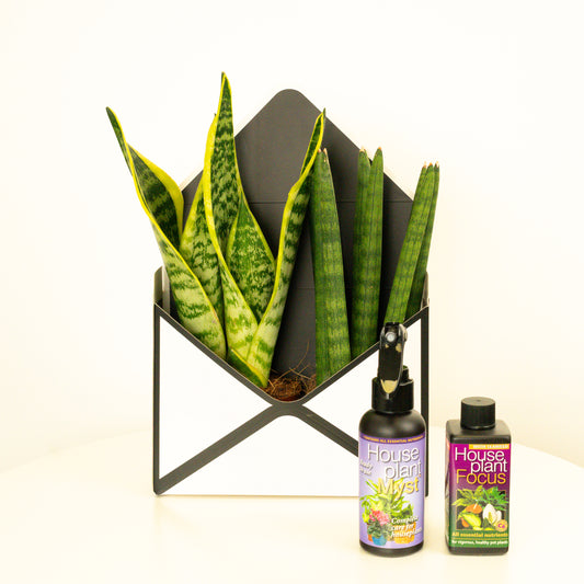 Snake Plant Gift Box | Christmas