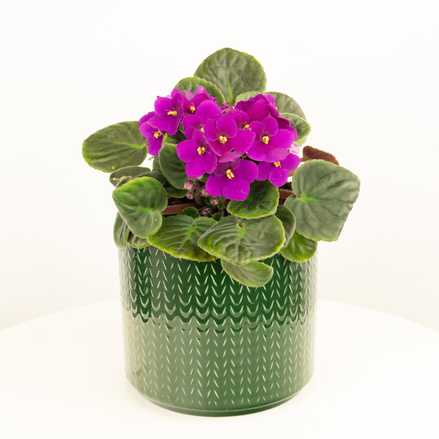 African Violet | Maroon