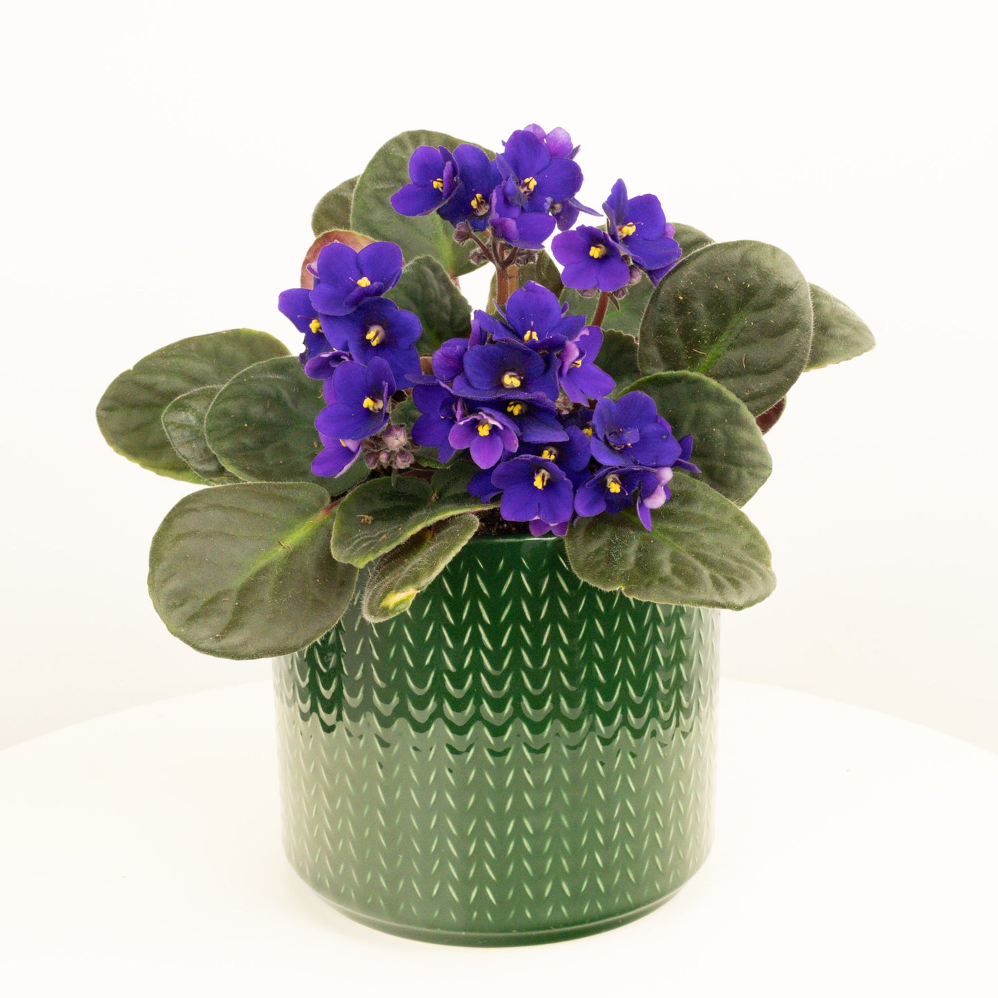 African Violet | Purple