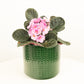 African Violet | Pink