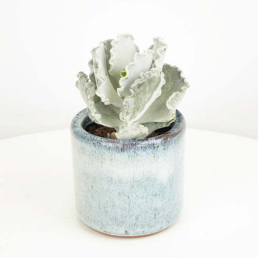 Silver Ruffles | Indoor Succulent Plants