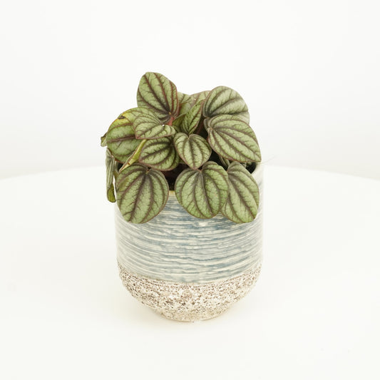 Radiator Plant | Piccolo Banda | Indoor Succulent Plants