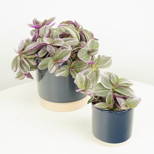 Wandering Dude | Sweetness | Indoor Plants