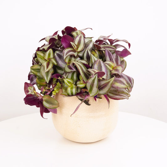 Wandering Dude | Violet Hill | Indoor Hanging Plants