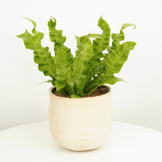 Birds Nest Fern | Crispy Wave | Indoor Fern Plants