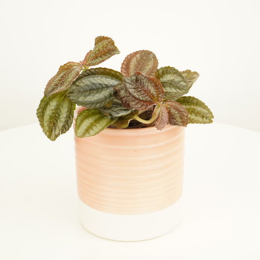 Friendship Plant | Norfolk | Potted Houseplants