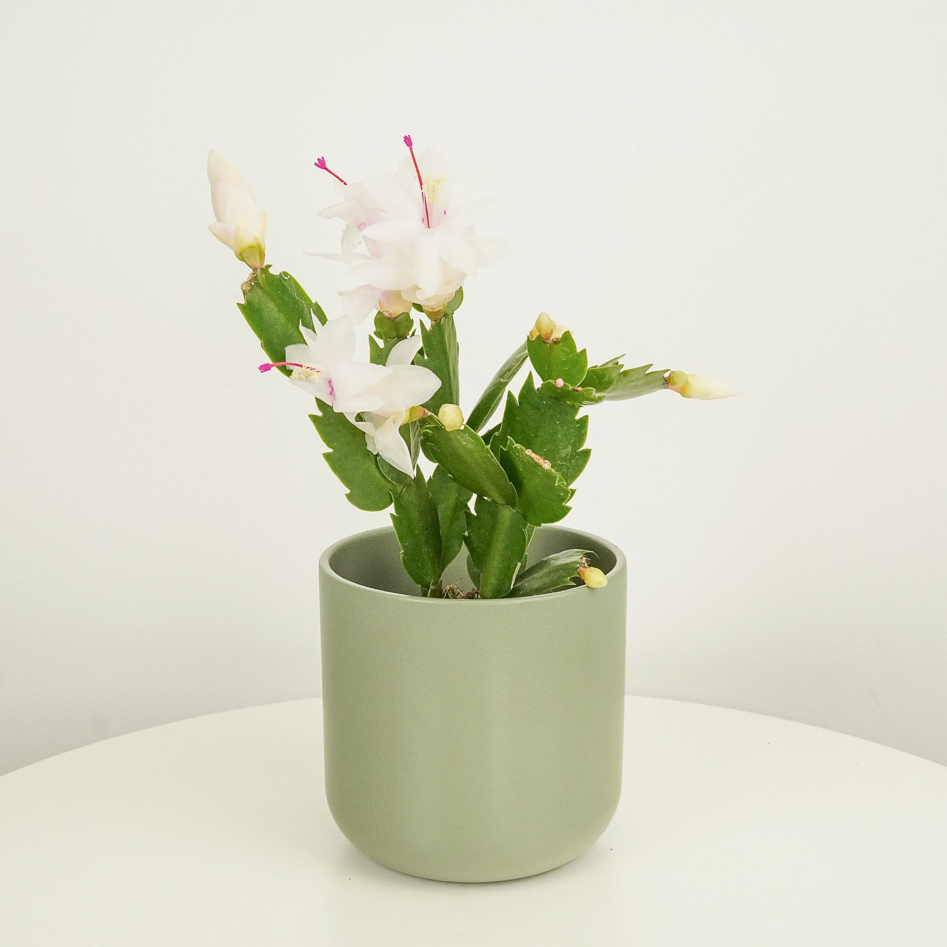 Flowering Cactus | White