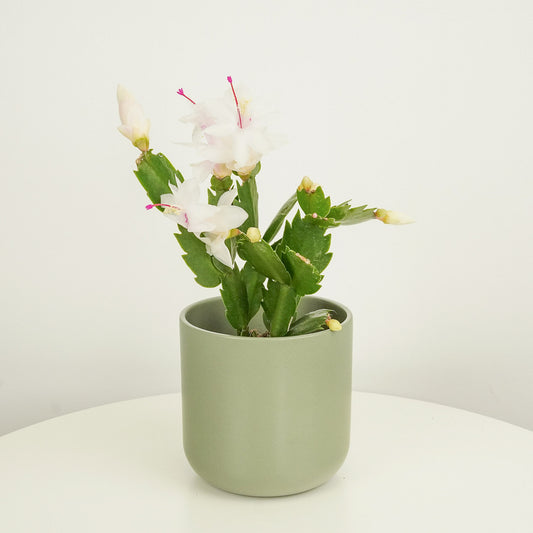 Flowering Cactus | White | Indoor Succulent Plants