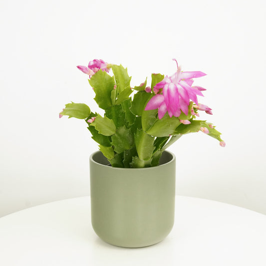 Flowering Cactus | Pink | Indoor Succulent Plants