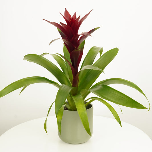 Bromeliad | Guzmania | Switch | Christmas