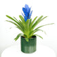 Guzmania Blue