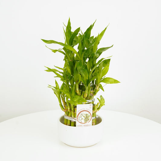 Lucky Bamboo | Christmas