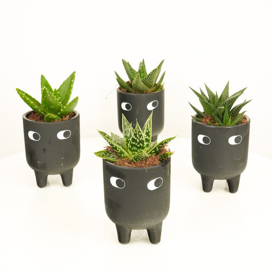 Leggy Alfie | Indoor Succulent Plants