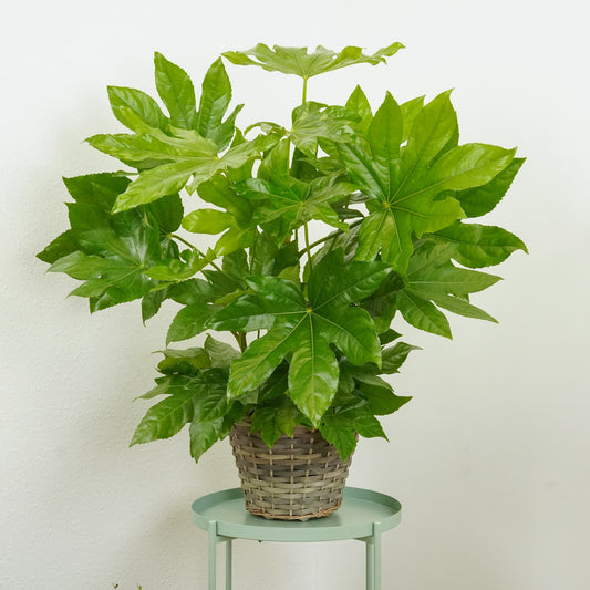 Japanese Aralia | Castor Oil Plant | Indoor Plants