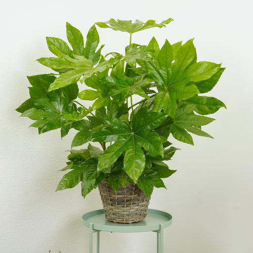 Japanese Aralia | Castor Oil Plant