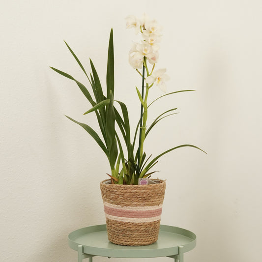 Cymbidium Orchid | Alice | Last Chance!