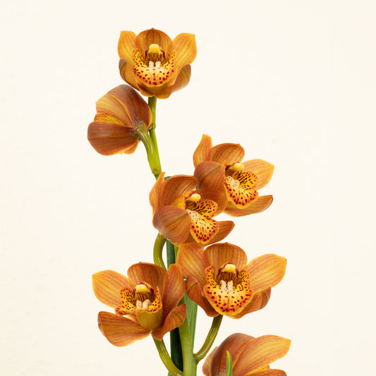 Cymbidium Orchid | Gemma | Potted Houseplants