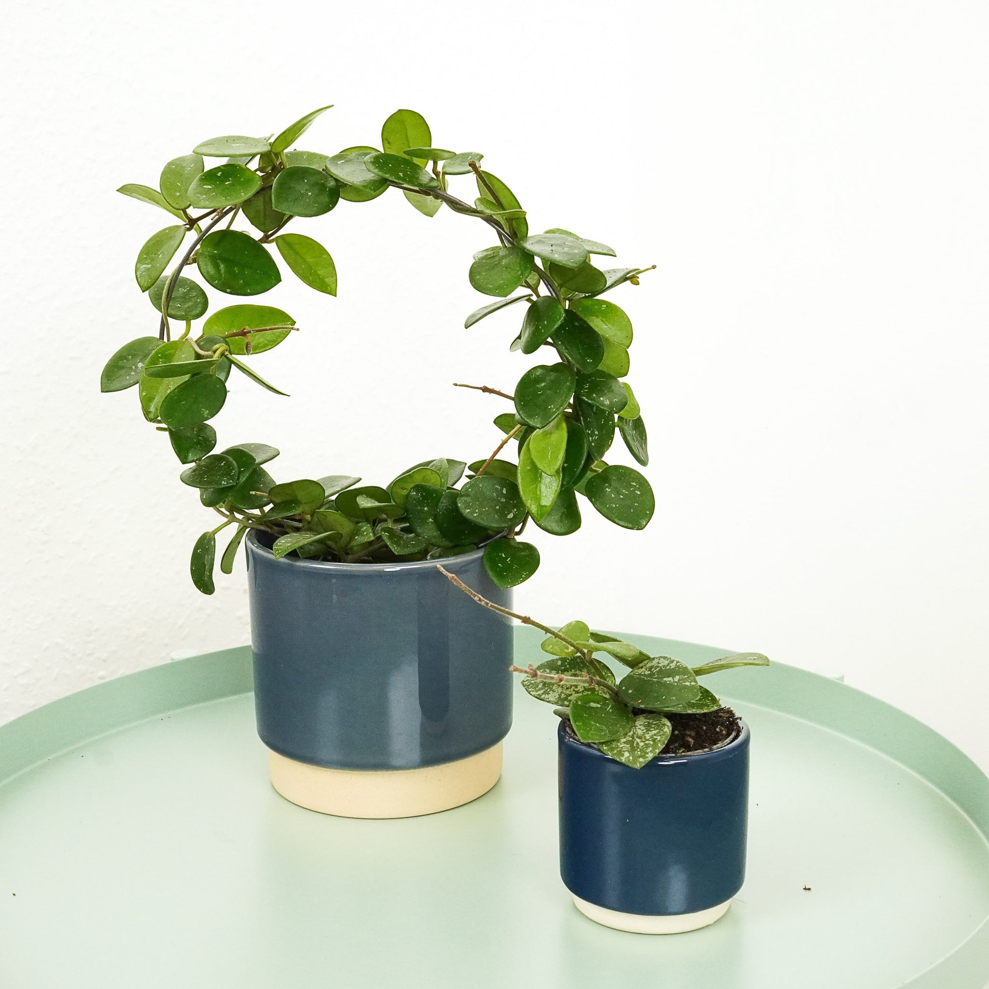 Wax Plant | Mathilde