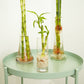 Lucky Bamboo | Vase