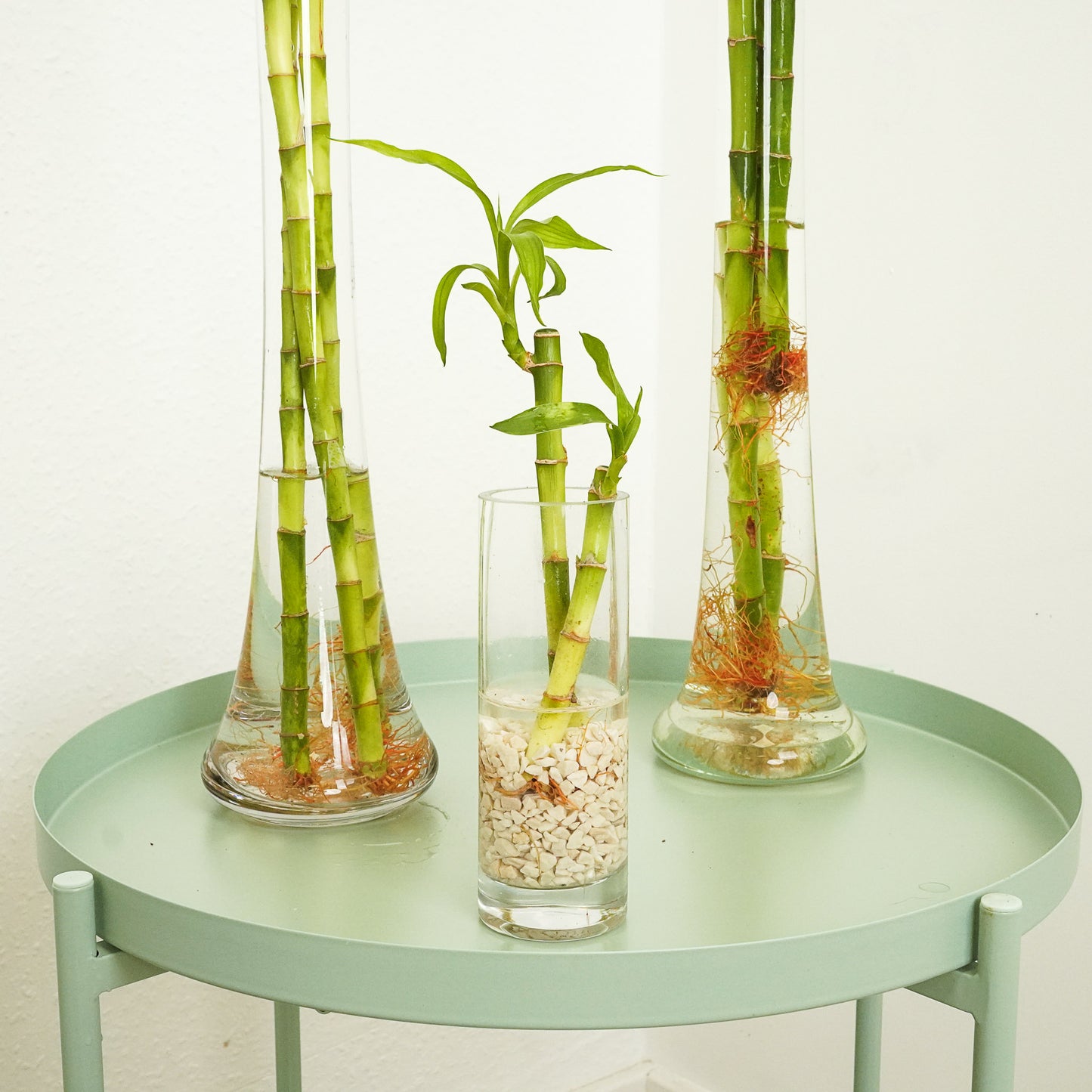 Lucky Bamboo | Vase